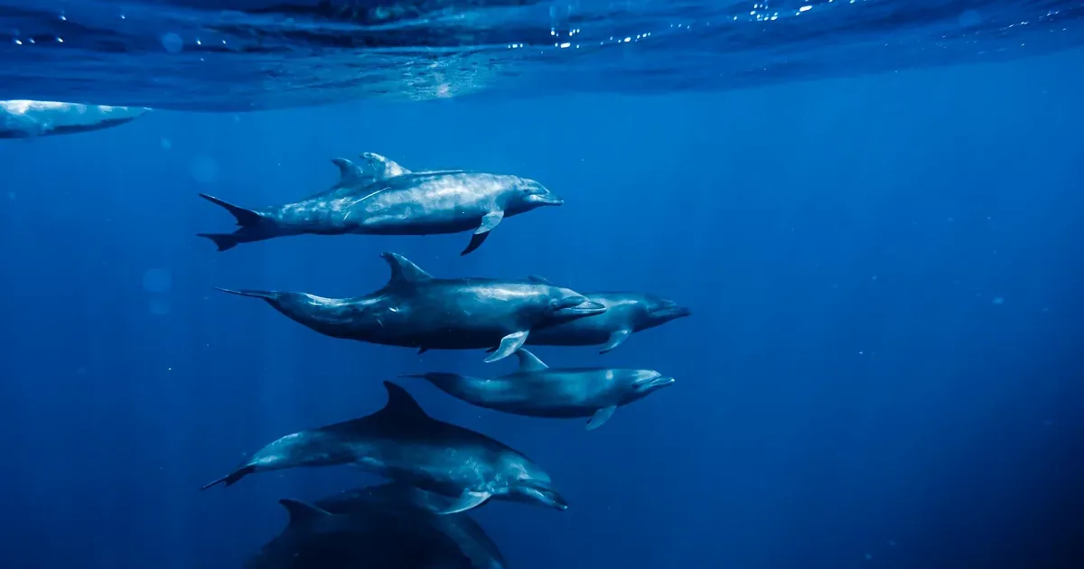 Dauphins et cétacés : comprendre leur rôle dans l'écosystème marin